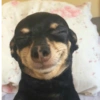 MEMES PERRITOS✨🤩 7