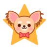 Gizmo Chihuahua 8