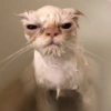 Gatitos Random 10 16