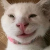 Gatitos Random 10 5