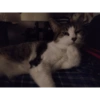 Gato recostado relaxado
