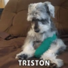 TRISTON