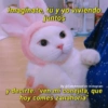 Imagínate, tú y yo viviendo
juntos
By @Cats4mood en Instagram
y decirte: "ven mi conejita, que
hoy comes zanahoria"