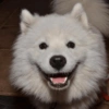 🐶 Samoyedo Reacciones 🐾 29