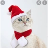 Gatos de navidad y de perros 10