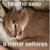 Shitpost pal chat 📱✨ 13