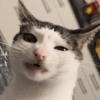 Monkeycatluna 27