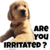 Puppies 21