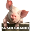 CERDITOS CARIÑOSOS 14