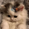 I love cats 4 23