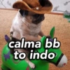@petswithhumanhairs calma bb to indo
