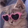MEMES GATITOS 5😍 11