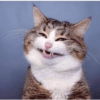 Miau miau caralho 4 29
