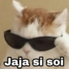 Animalitos con frases 3❤️😎 5