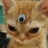 Gatitos Random 10 12