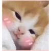 кошки лечат депрессию 8