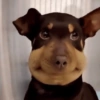 🐕🦮Perritos graciosos 🐕‍🦺🐶 8