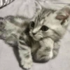MEMES GATITOS 3🥰 12