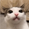 Monkeycatluna 16