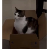 Monkeycatluna 6