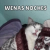 Dilo con Michis pt.2🐱🤍 14
