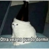 Gatitos Memes😺✨💕2 15