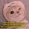 Gatitos que mejoran
tu mood
@Cats4mood en Instagram
Se me antoja una noche
contigo donde nos duelan
los cuerpos al día siguiente. ;)