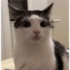 Monkeycatluna 14
