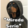 Peyitos Bonitos❤️🐕 5
