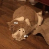 кошки лечат депрессию 7