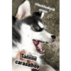 @buckhuskysib
eriano
Saiiiiiiii
caraaalhoo