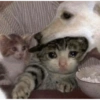 Gatos cura depresión 14