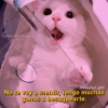 Gatitos que mejoran
tu mood
Instal@guf_gufy
No te voy a mentir, tengo muchas
ganas d besuquearte.