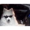 Dogs do aspas 13