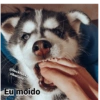 @buckhusky
siberiano
Eu moido