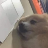 🐕🦮Perritos graciosos 🐕‍🦺🐶 15