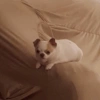 Perritos random 15