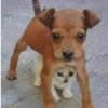 🐕🦮Perritos graciosos 🐕‍🦺🐶 7