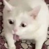 Gatitos Random 10 6