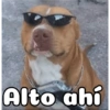 Peyitos Bonitos❤️🐕 30
