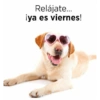 Peyitos Memes🐶🤩😎 12