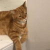 Memes de bichinhos 😸 9