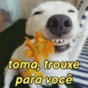 Pets, memes e reações 🐶 10