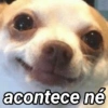 ANIMAIS E REAÇÕES 13