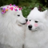 🐶 Samoyedo Reacciones 🐾 19