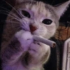 Gatitos Random 10 18