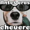 Peyitos Bonitos❤️🐕 14
