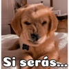 Peyitos Bonitos❤️🐕 20