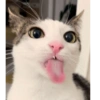 Monkeycatluna 13