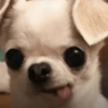 🐕🦮Perritos graciosos 🐕‍🦺🐶 13